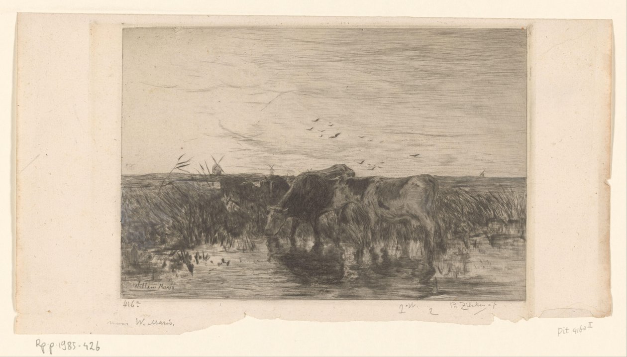 Køer nær vand i en eng Vaches au bord de l