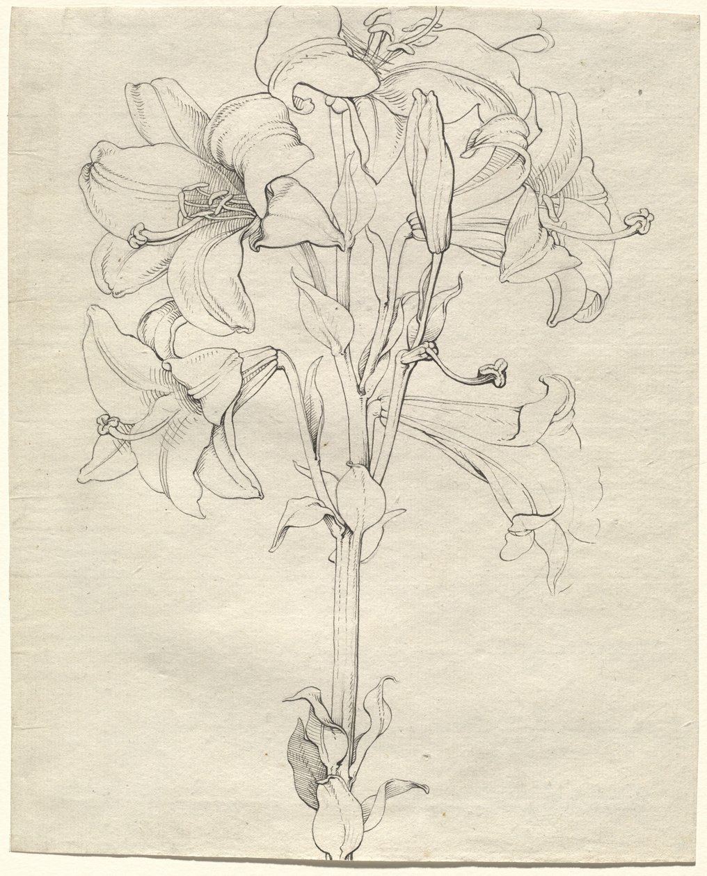 En stilk af liljer med seks blomster af Philipp Otto Runge