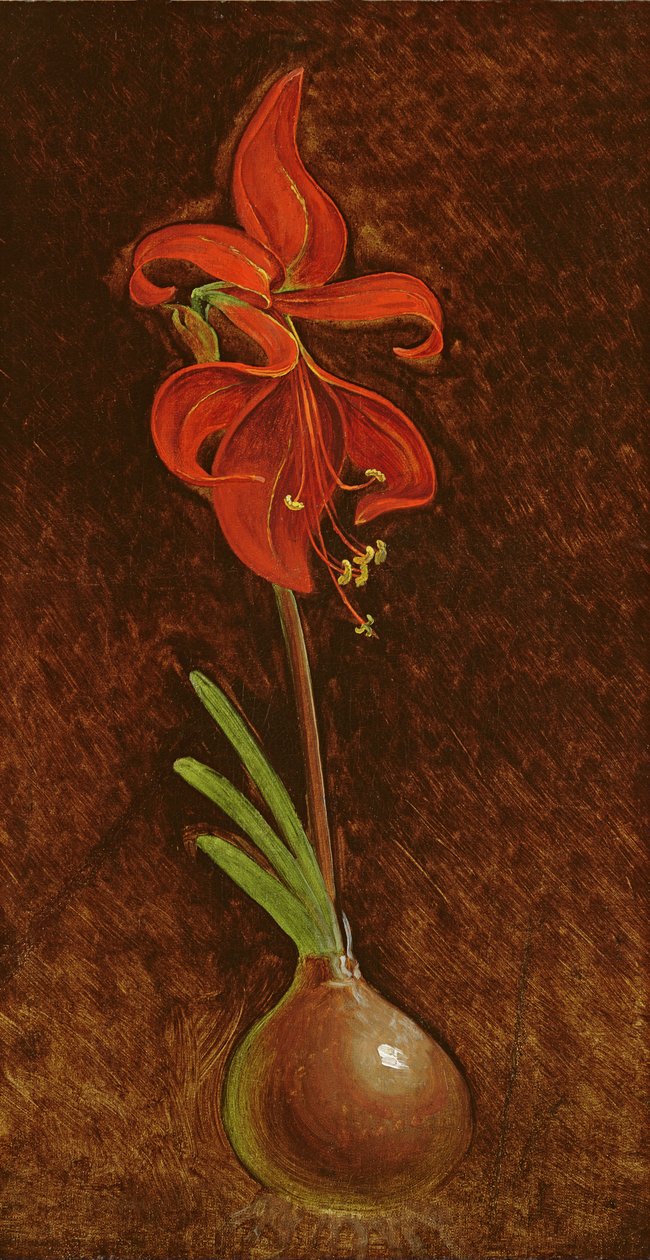 Amaryllis Formosissima, 1808 af Philipp Otto Runge