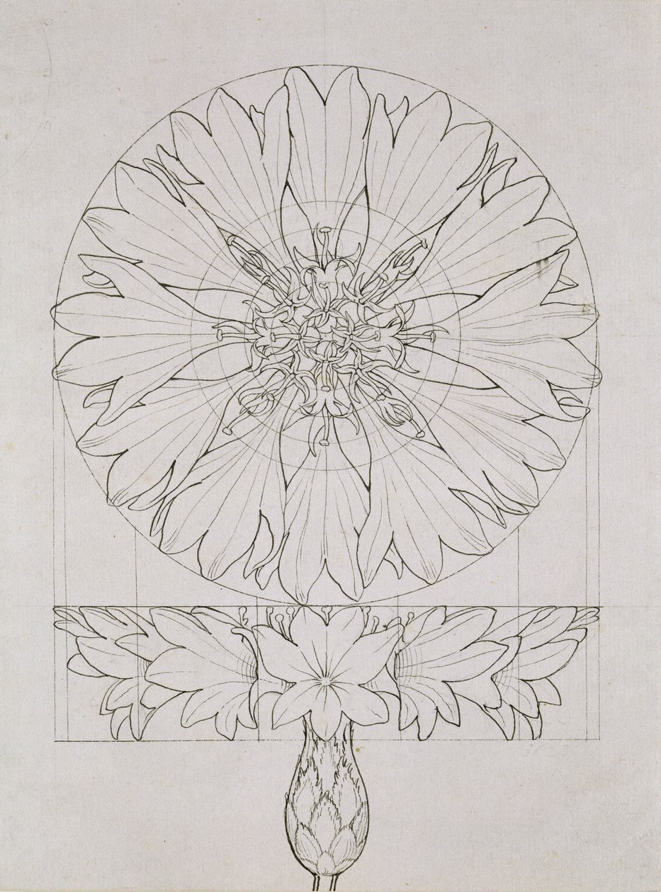 Study for a Cornflower, 1808 (pen og blæk på papir) af Philipp Otto Runge