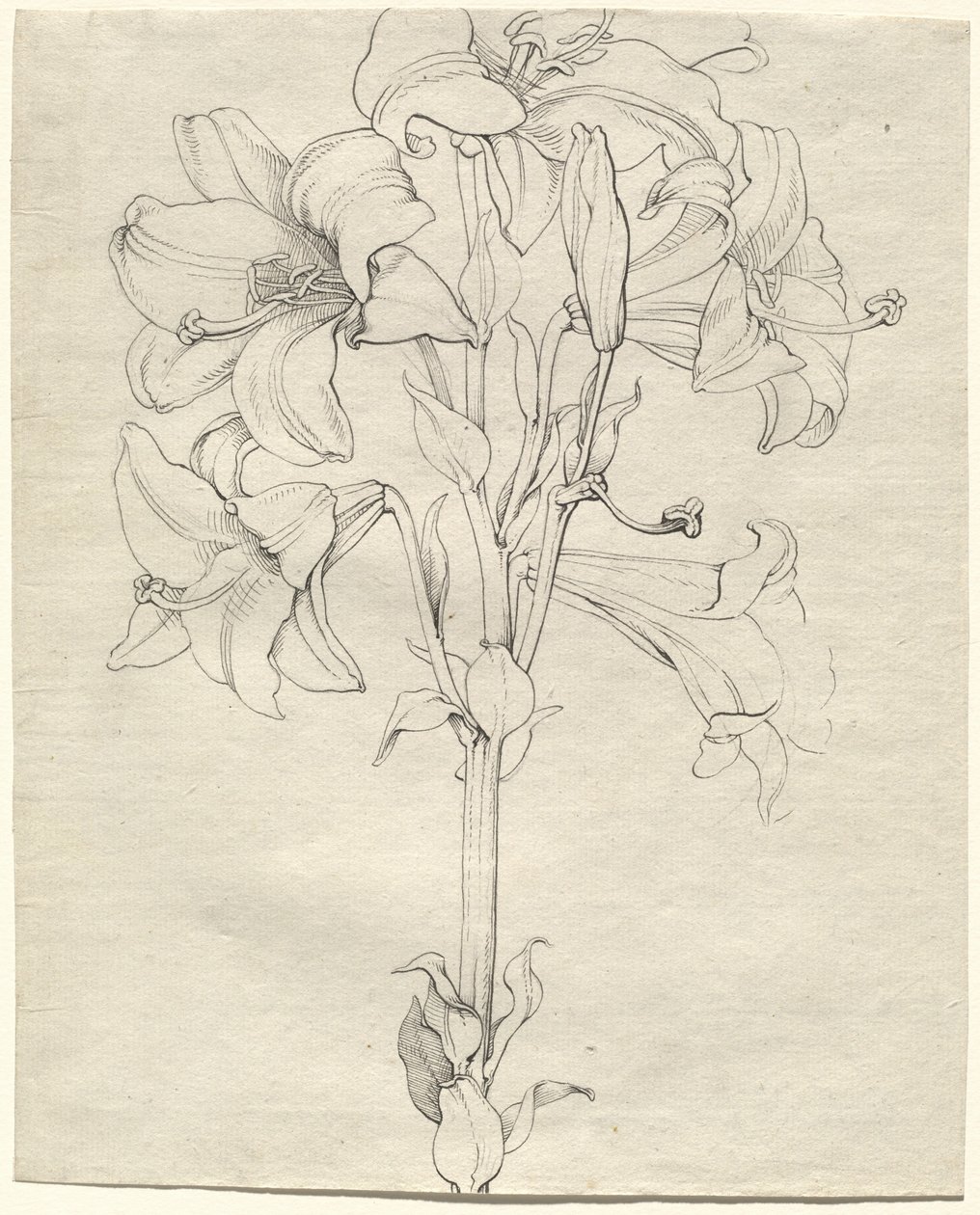 En stilk af liljer med seks blomster af Philipp Otto Runge