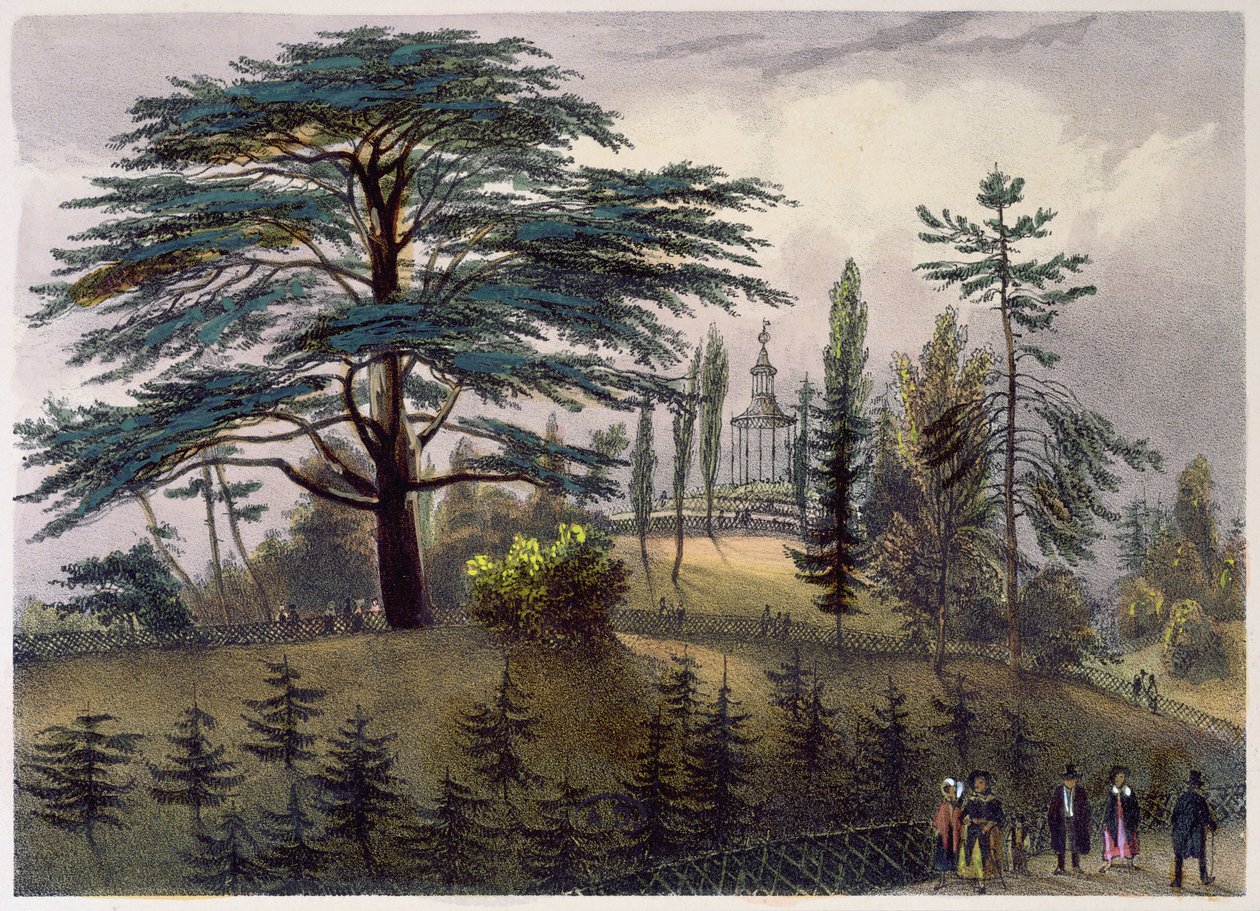 Libanons ceder og labyrinten ved Jardin des Plantes, Paris af Philippe Benoist