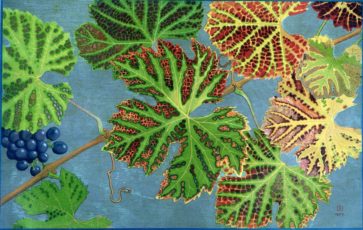 Autumn Leaves, af Philippe Robert, Robert Ried udgaver af Philippe Robert