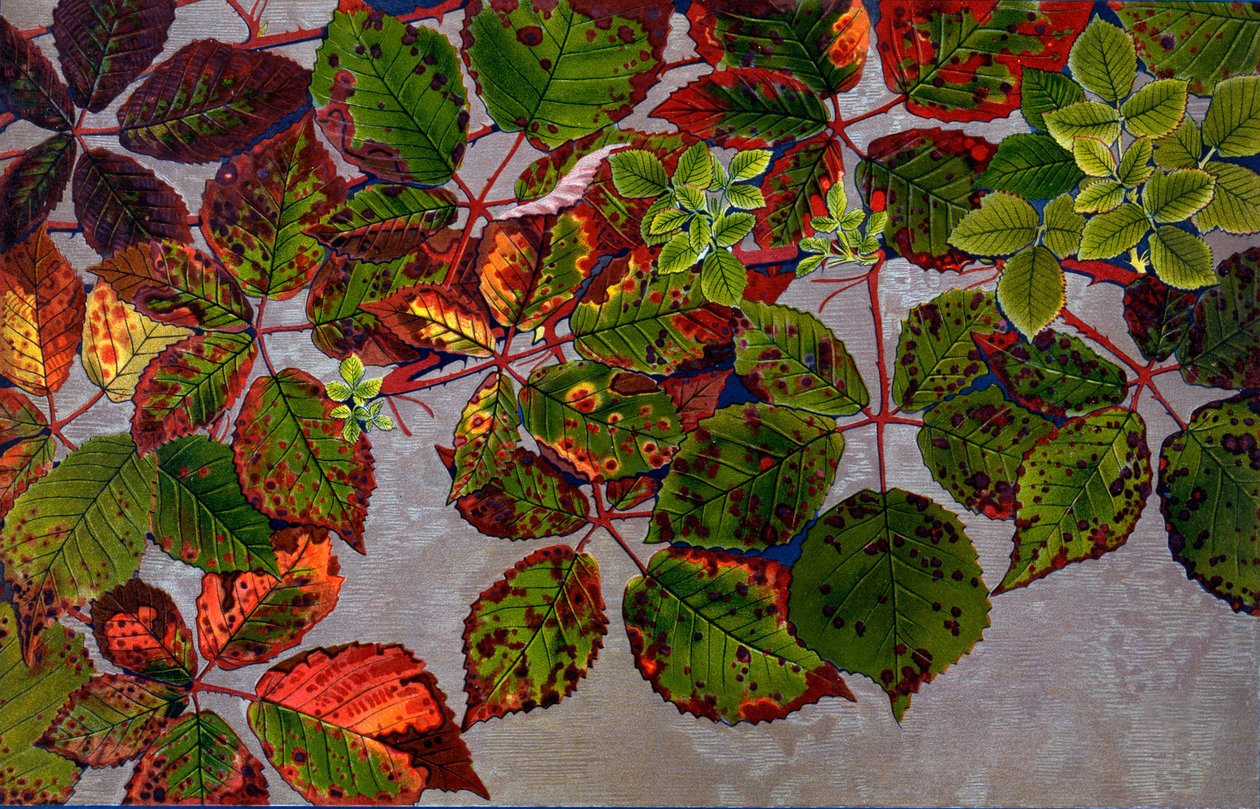 Rubus Fruticosus angrebet af rosensvamp Phragmidium Violaceum, 1907-09 (fotogravure) af Philippe Robert