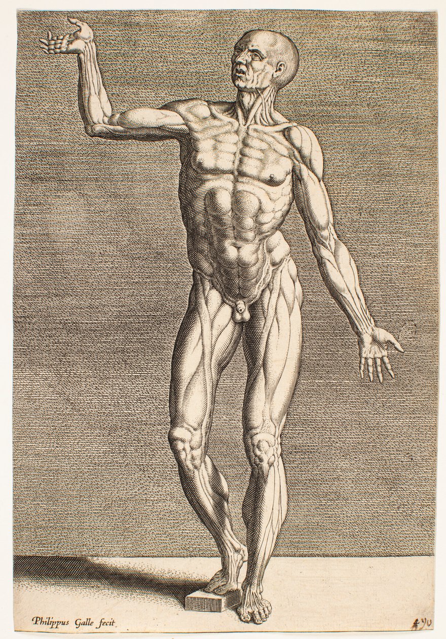 Studie af menneskefigur med blotlagte sener og muskler, set forfra af Philips Galle