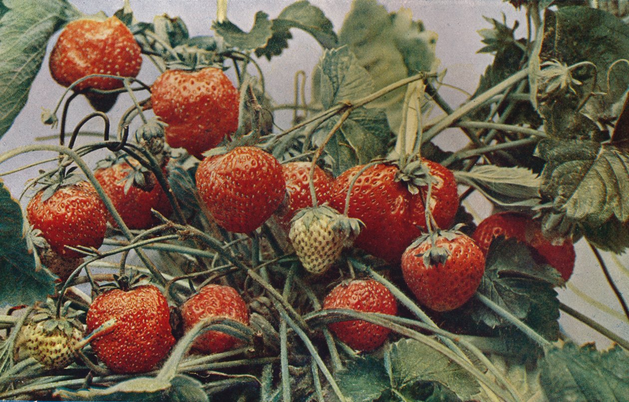 Jordbær - John Kidd & Co. Ltd., 1910 af Photochrom Co Ltd of London