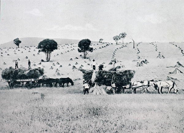 Høst, New South Wales, ca. 1900, fra `Under the Southern Cross - Glimpses of Australia