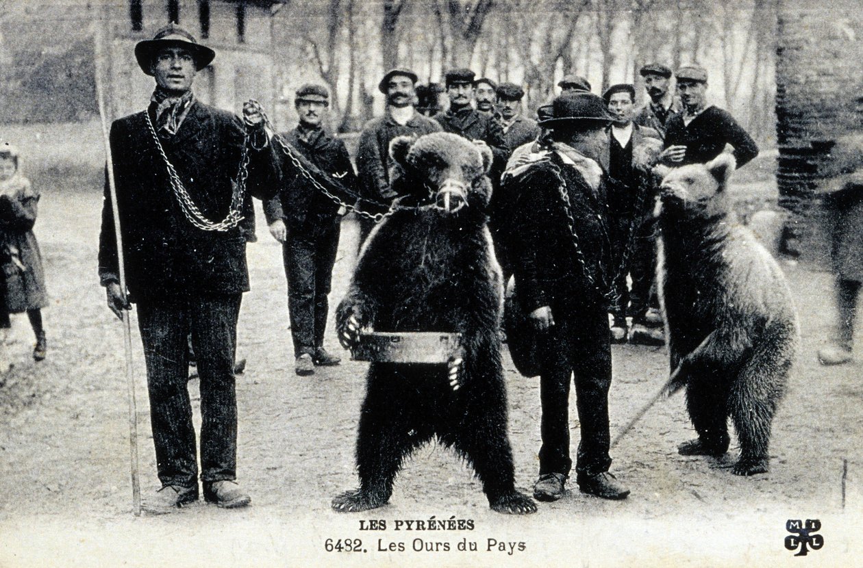Bjørneshow i Pyrenæerne, ca. 1900 (s/h-foto) af Photographer French