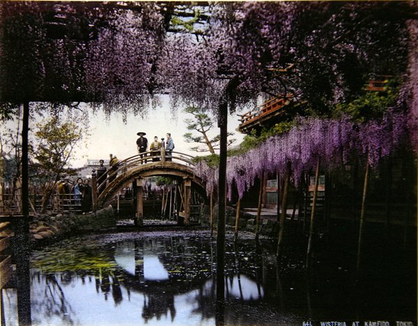 Wisteria i en have ved Kameido, ca. 1900 (farvet foto) af Photographer Japanese