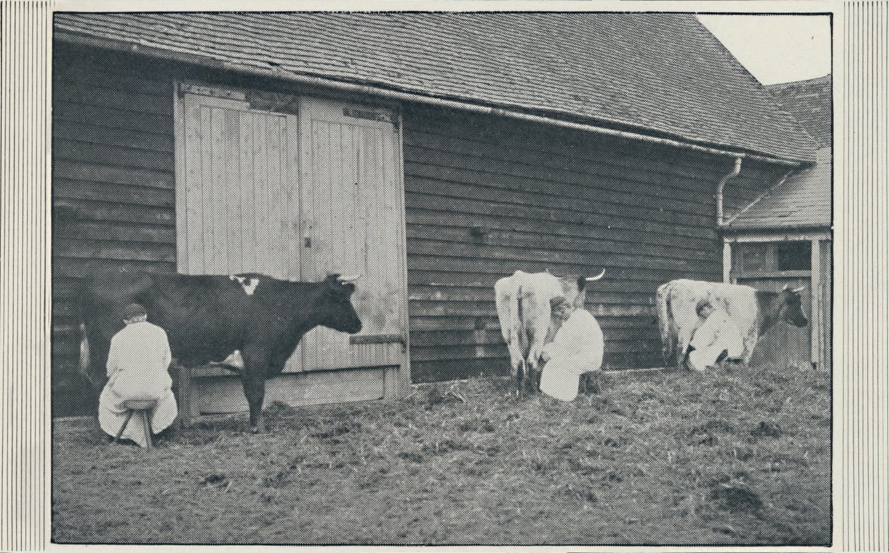 Malkende køer, 1910 af Pictorial Agency