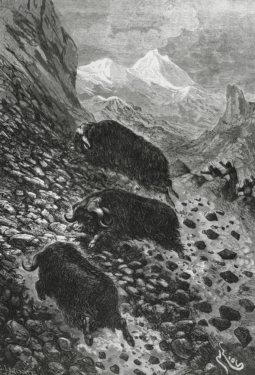Moskusokser, træsnit af Edouard Riou (1833-1900) af Blaise Nicolas Le Sueur