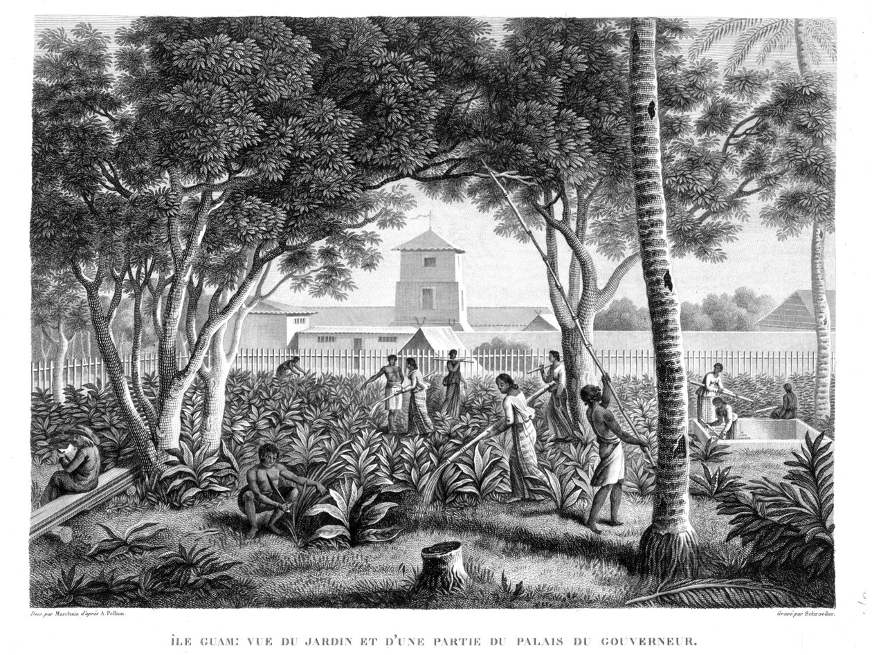 Island of Guam: Natives at Work in the Garden of the Guvern