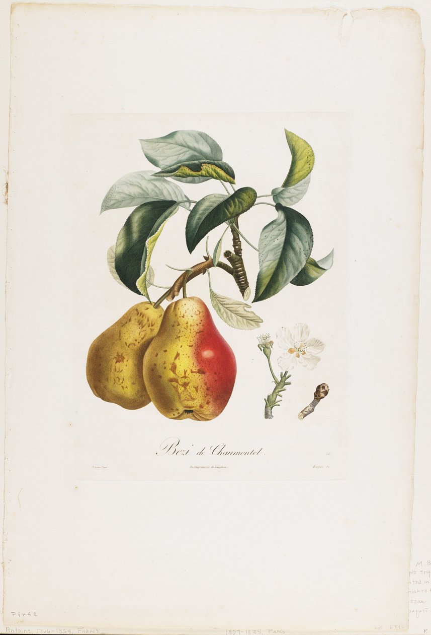 Bezi de Chaumontel (pærer), fra Traite des Arbres Fruitiers, 1807-35 (håndfarvet prikkegravering) af Pierre Antoine Poiteau