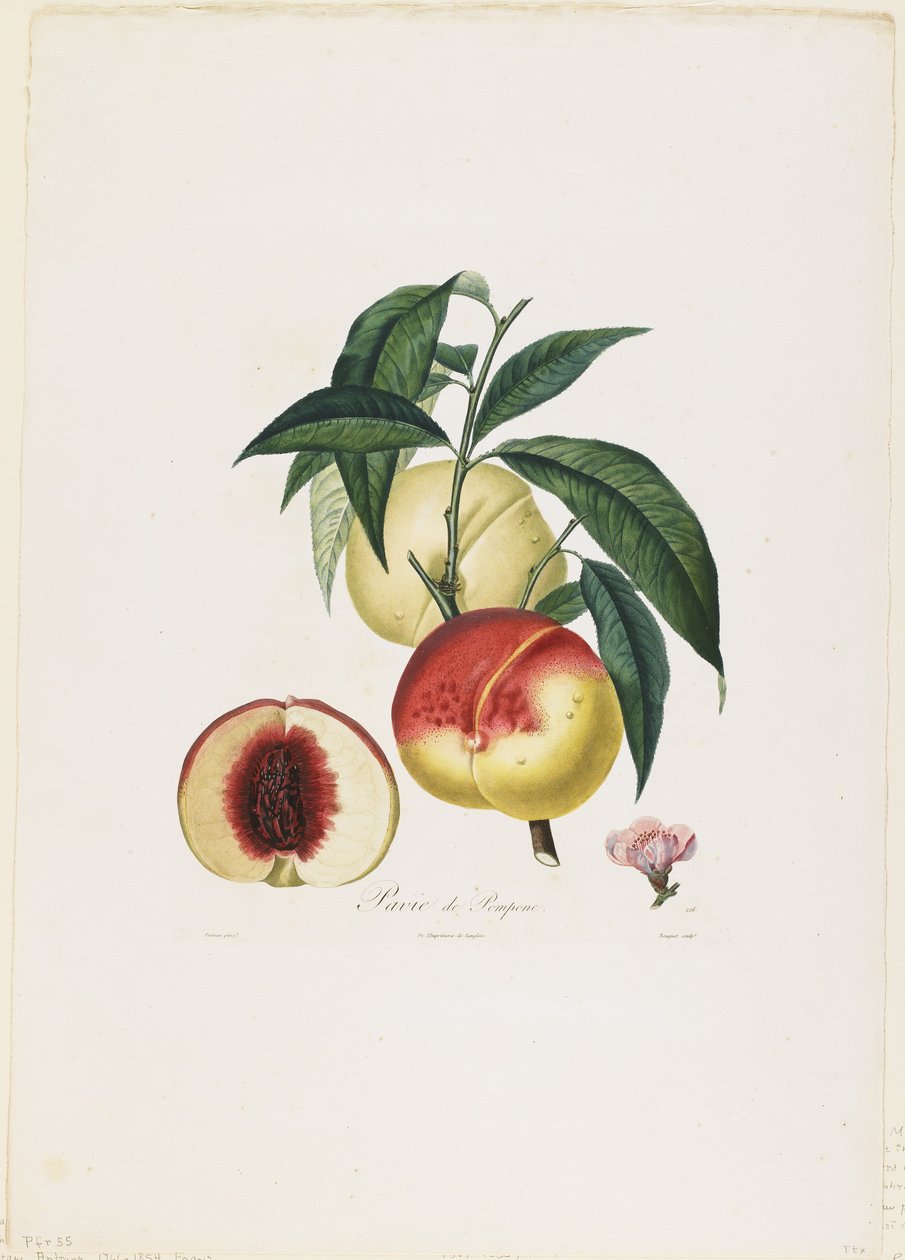 Pavie de Pompone. (Peaches), fra Traite des Arbres Fruitiers, 1807-35 (håndfarvet stipple-gravering) af Pierre Antoine Poiteau