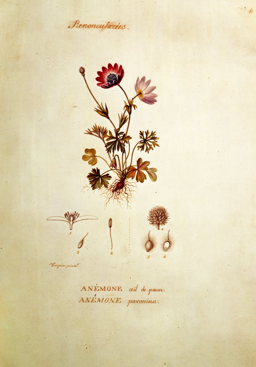 Anemone af Pierre Jean Francois Turpin