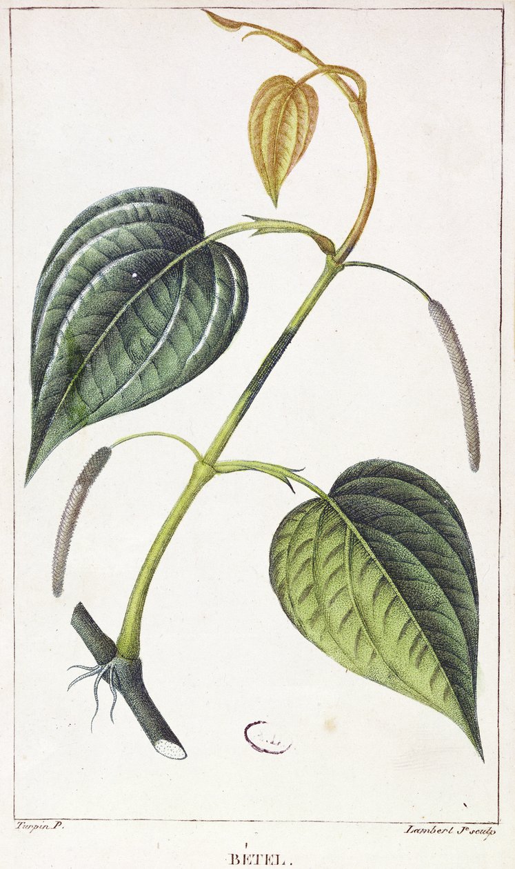 Betel, botanisk plade, ca.1810 af Pierre Jean Francois Turpin