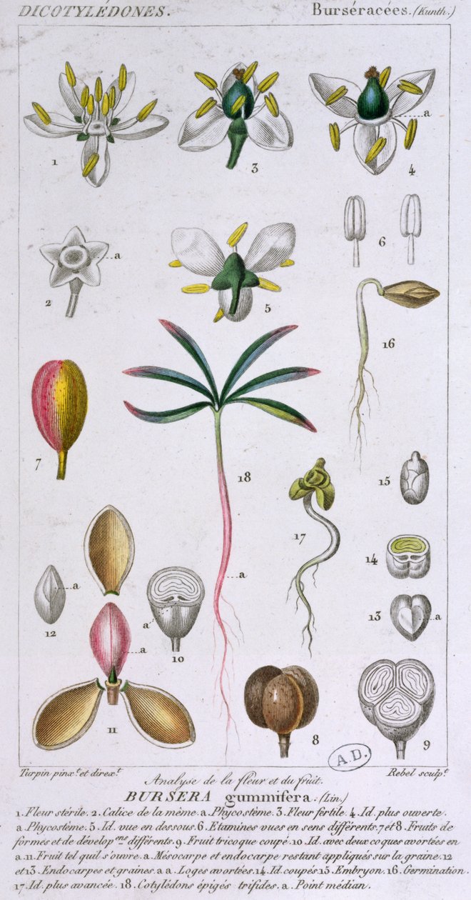 Bursera Gummifera, graveret af Rebel c.1810-20 (farvegravering) af Pierre Jean Francois Turpin