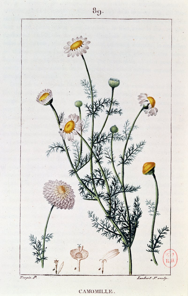 Kamille, reproduktion af en plade fra "Flore medicale" af Francois-Pierre Chaumeton (1775-1819) af Pierre Jean Francois Turpin