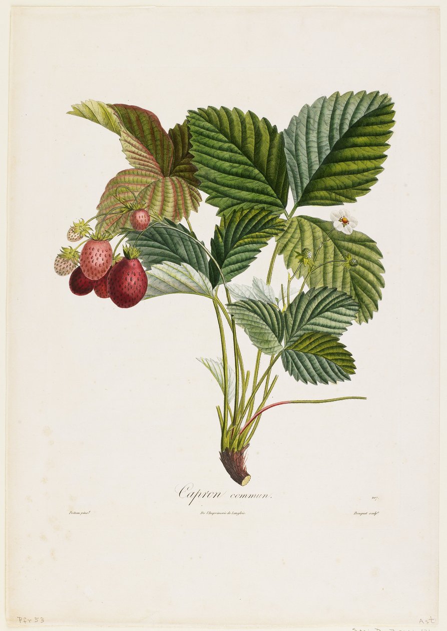 Capron kommun. (jordbær), fra Traite des Arbres Fruitiers, 1807-35 (håndkoloreret stiplet stikstik) af Pierre Jean Francois Turpin
