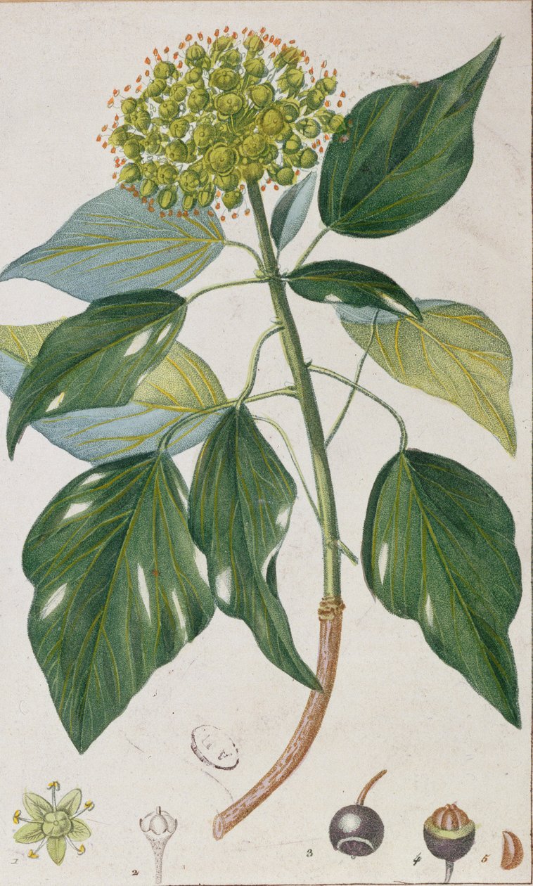 Klatrende efeu, botanisk plade, ca. 1820 af Pierre Jean Francois Turpin