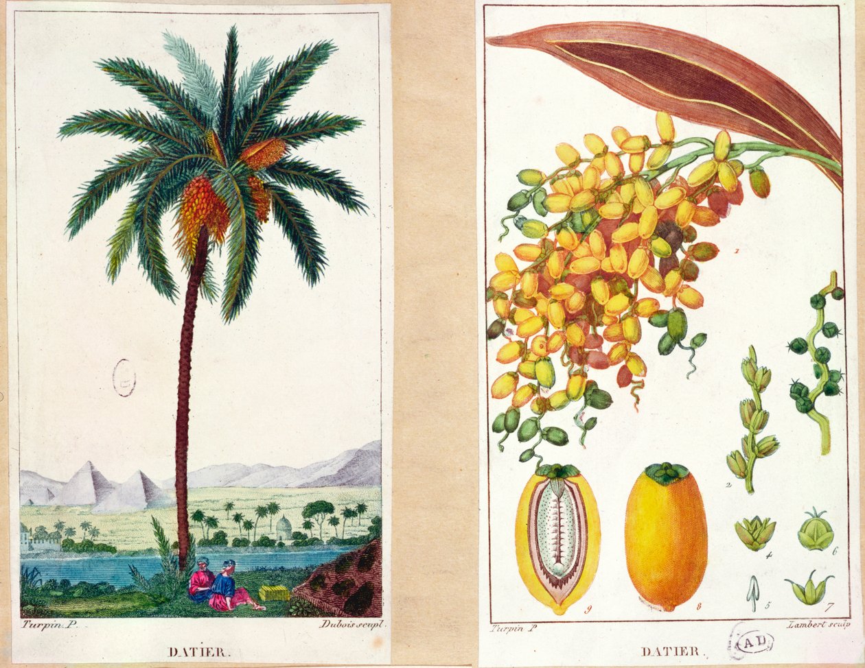 Dadeltræ og frugt, tidligt nittende århundrede (farvestik) af Pierre Jean Francois Turpin