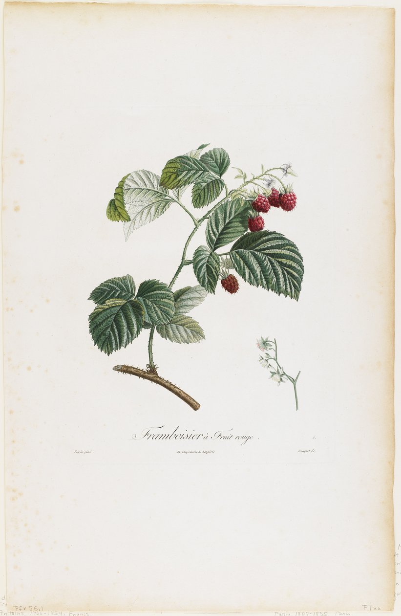 Hindbær en frugtrød (hindbær), fra Traite des Arbres Fruitiers, 1807-35 (håndfarvet stiplet gravering) af Pierre Jean Francois Turpin