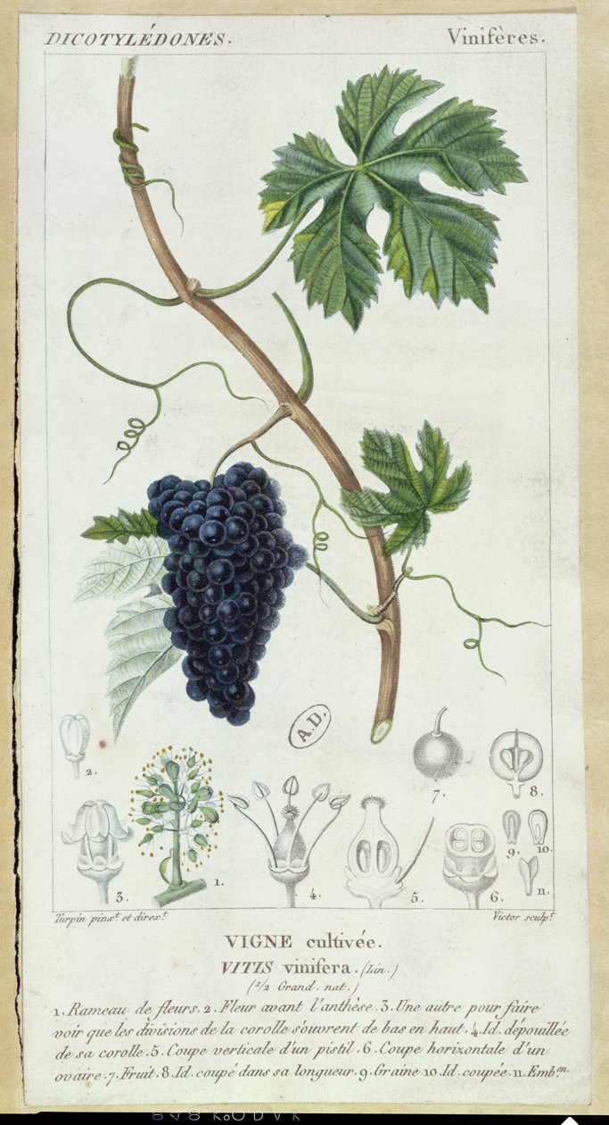 Grape Vine (Vitis Vinifera) botanisk plade, ca. 1820 af Pierre Jean Francois Turpin