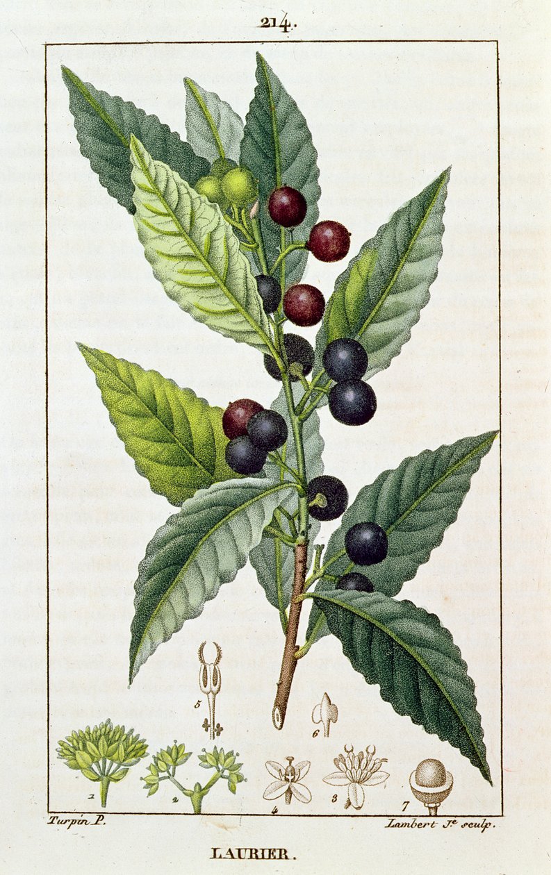 Laurbær, botanisk plade, ca.1810 af Pierre Jean Francois Turpin