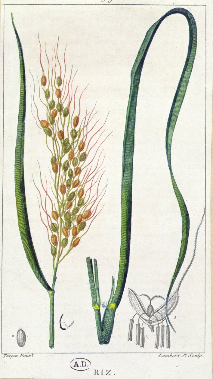 Rice, ca. 1820 (farvestik) af Pierre Jean Francois Turpin