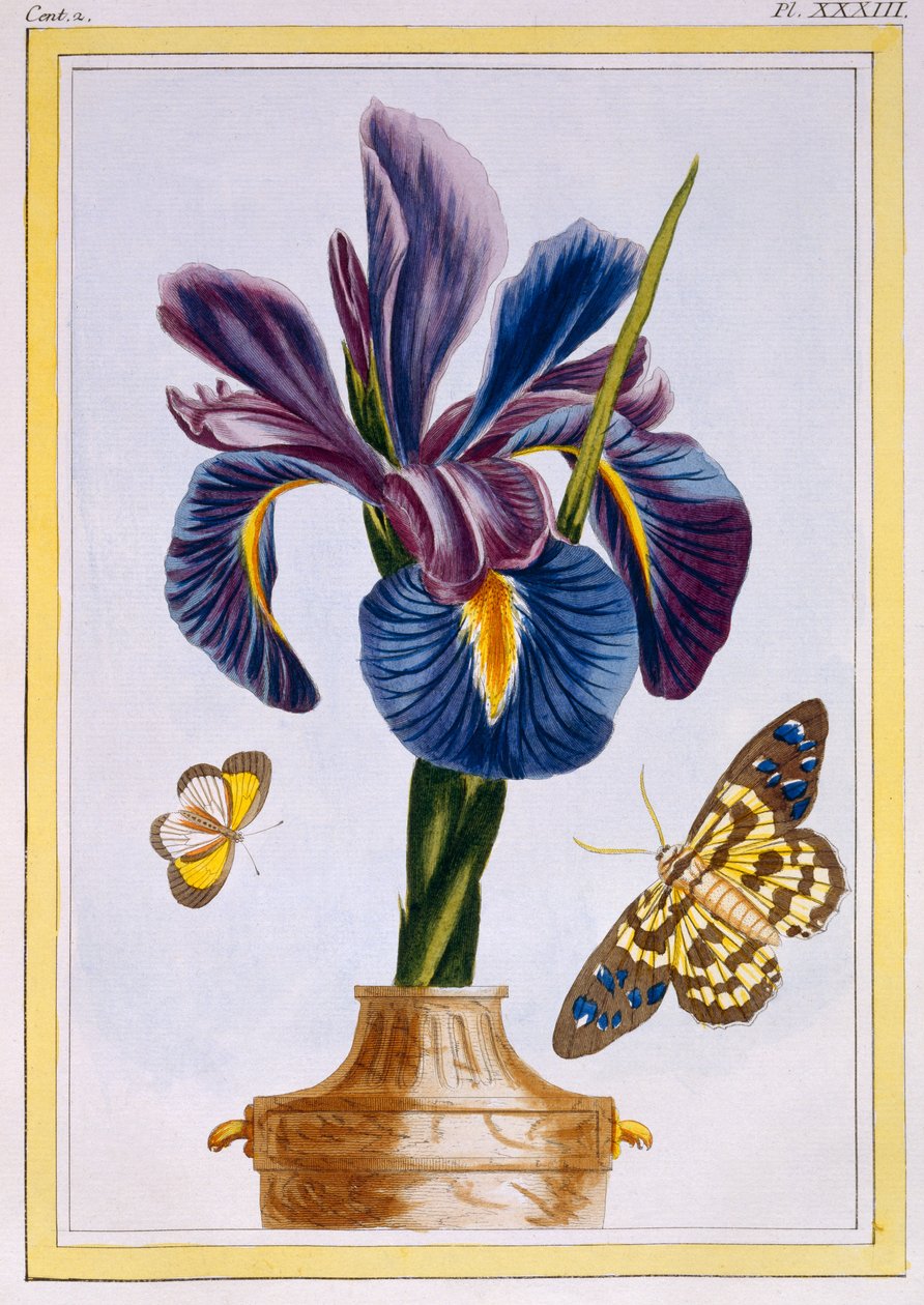 Almindelig iris med sommerfugle, ca. 1776 (håndkoloreret gravering) af Pierre Joseph Buchoz