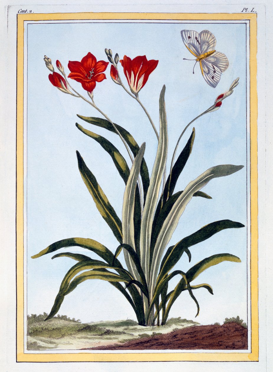 Cornlily, ca. 1766 (håndkoloreret gravering) af Pierre Joseph Buchoz