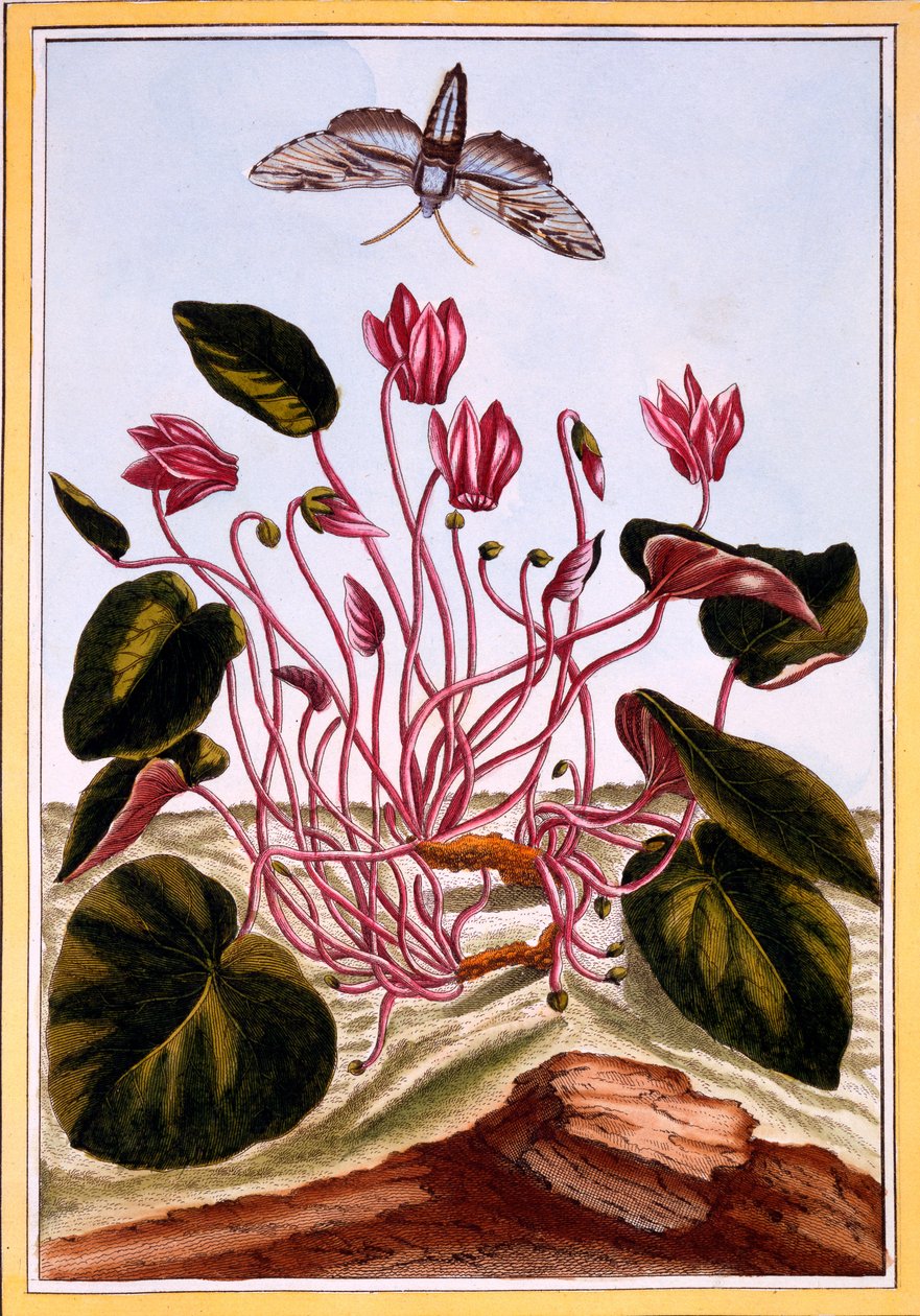 Cyclamen, ca. 1766 (håndkoloreret gravering) af Pierre Joseph Buchoz