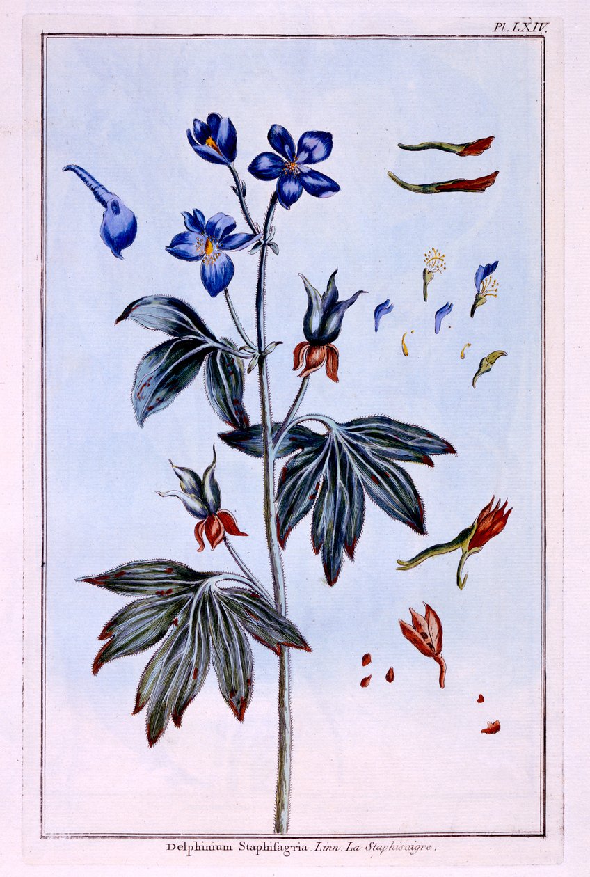 Delphinium af Pierre Joseph Buchoz