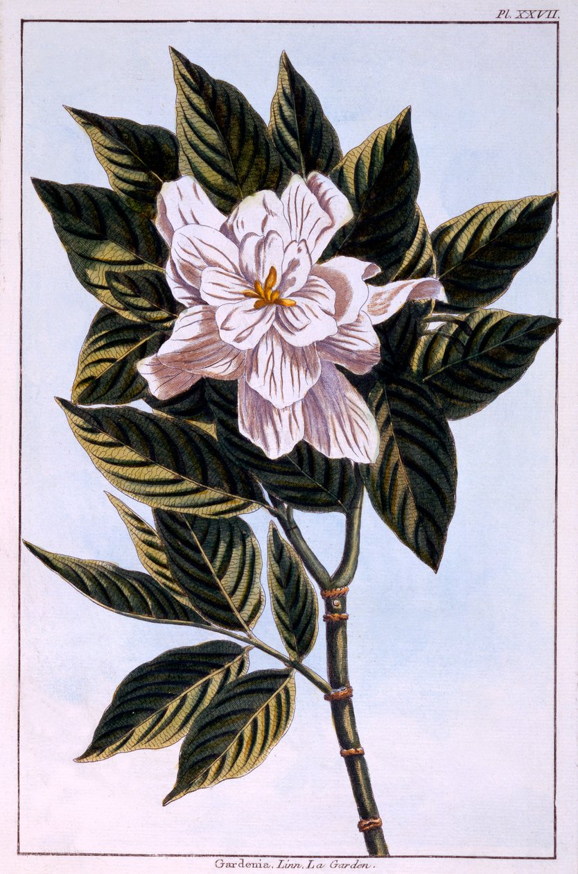 Gardenia G. augusta, illustration fra "Collection Precieuse et Enluminee Des Floura", del II, af Pierre Joseph Buchoz, udgivet i 1776 af Pierre Joseph Buchoz