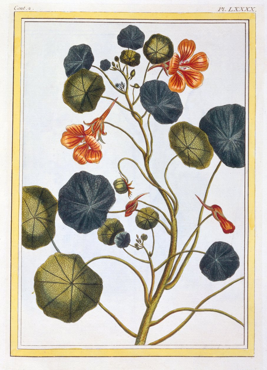 La Capucine (Nasturtium), ca. 1776 (håndfarvet gravering) af Pierre Joseph Buchoz