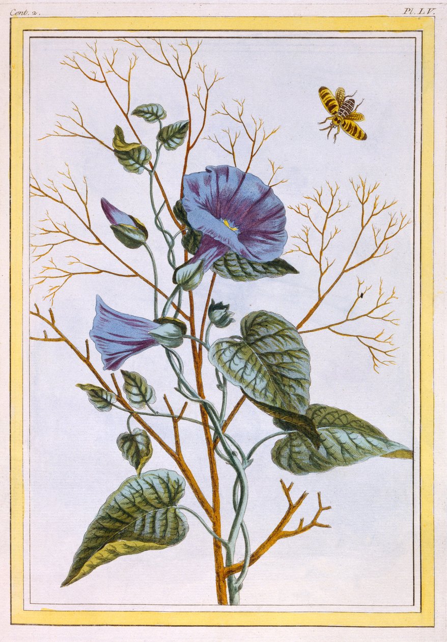 Le Grand Liseron Violet (Convovlus), ca. 1776 (håndkoloreret gravering) af Pierre Joseph Buchoz