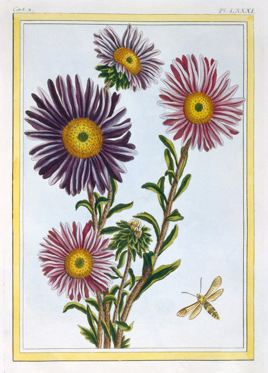 Livingstone Daisy Dorotheanthus, c1776 (håndfarvet gravering) af Pierre Joseph Buchoz