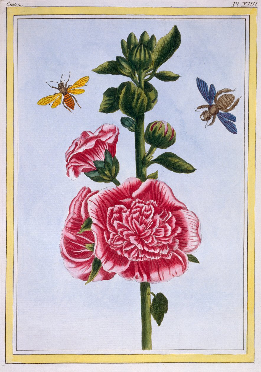 Passerose (stokrose), ca. 1776 (håndfarvet gravering) af Pierre Joseph Buchoz