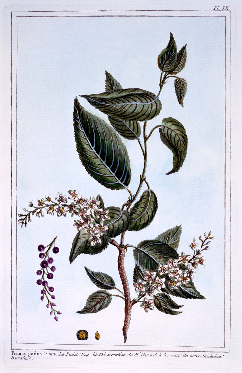 Prunus padus eller Bird Cherry, illustration fra 