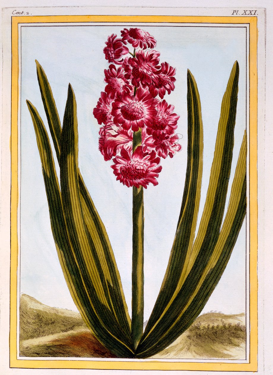 Royal Crimson, ca. 1766 (håndkoloreret gravering) af Pierre Joseph Buchoz