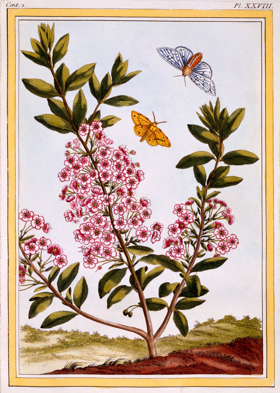 Fåre laurbær (Kalmia angustifolia), ca. 1766 (håndfarvet gravering) af Pierre Joseph Buchoz