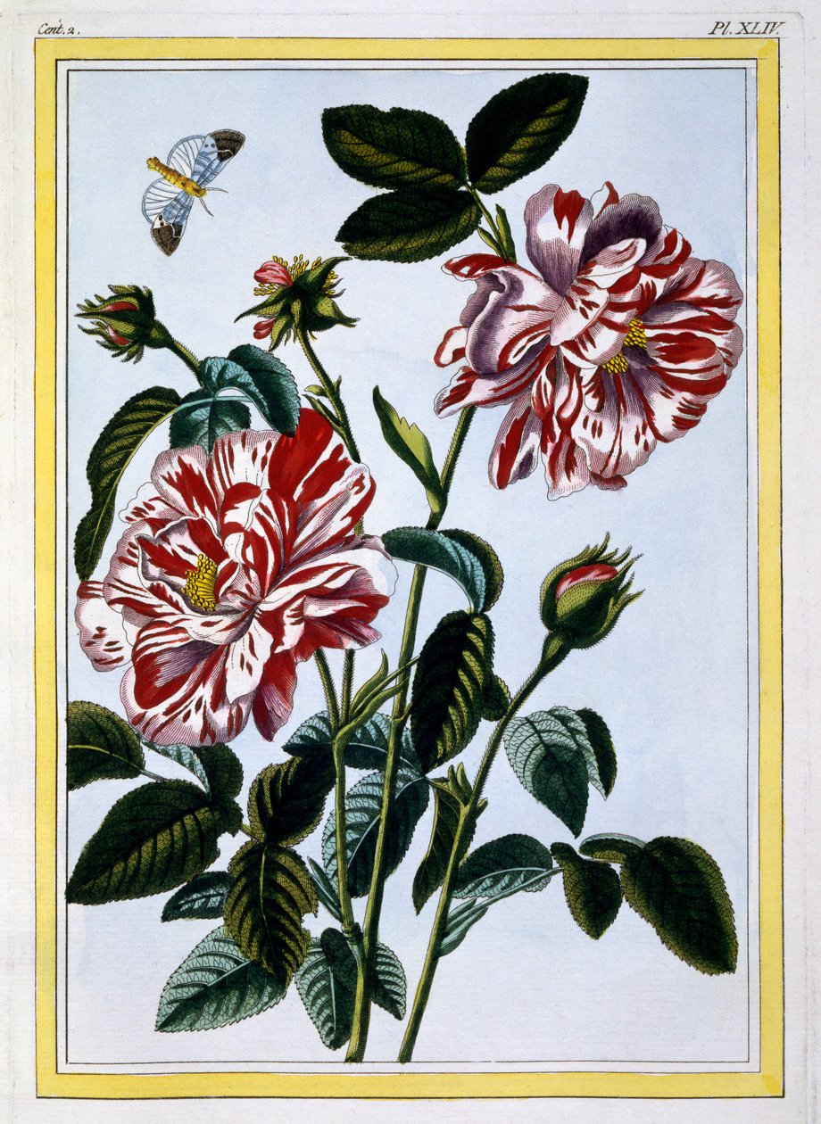Den brogede Rose af England; sandsynligvis i virkeligheden Rosa Gallica, ca. 1766 (håndkoloreret gravering) af Pierre Joseph Buchoz