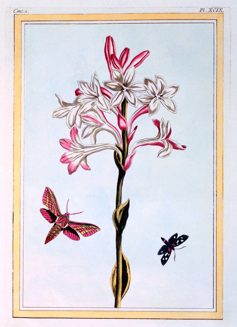 Tuberose, ca. 1766 (håndkoloreret gravering) af Pierre Joseph Buchoz