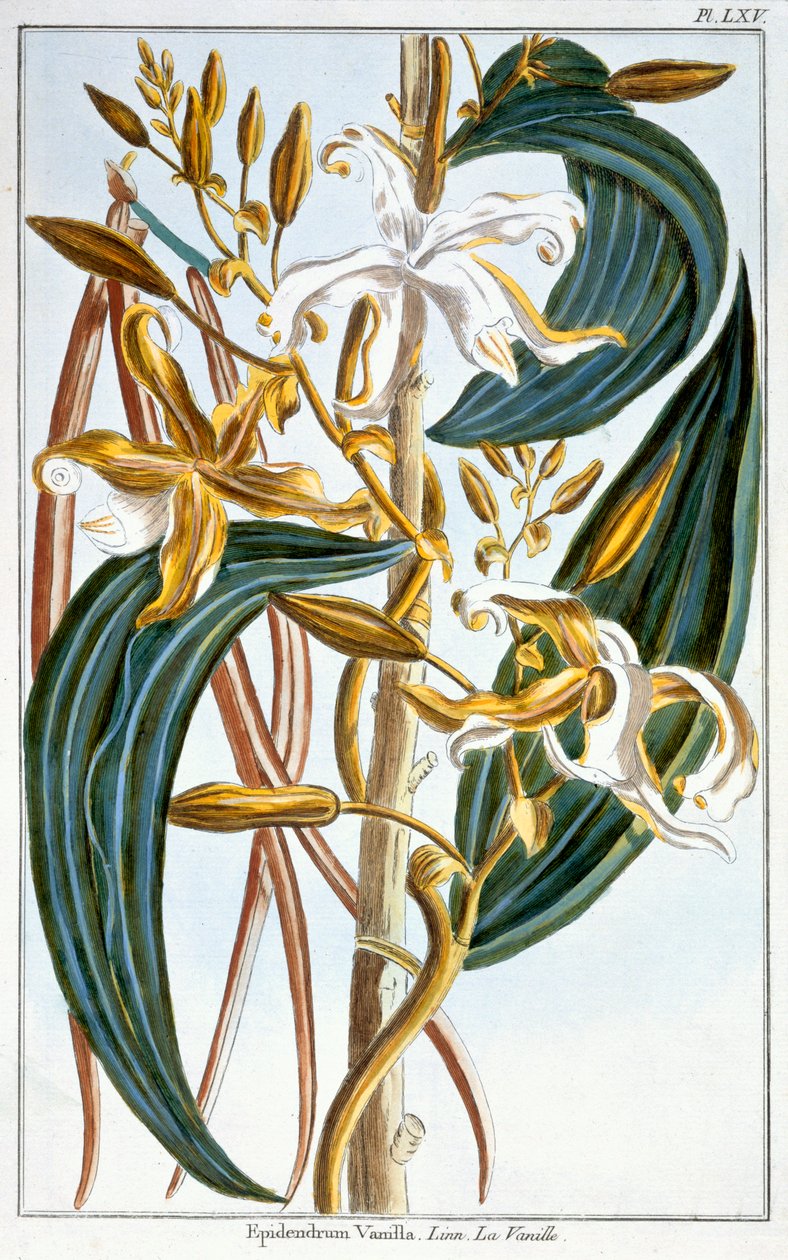 Vaniljestænger, plade 65, fra "Collection Precieuse et Enluminee", bind III (farvestik) af Pierre Joseph Buchoz