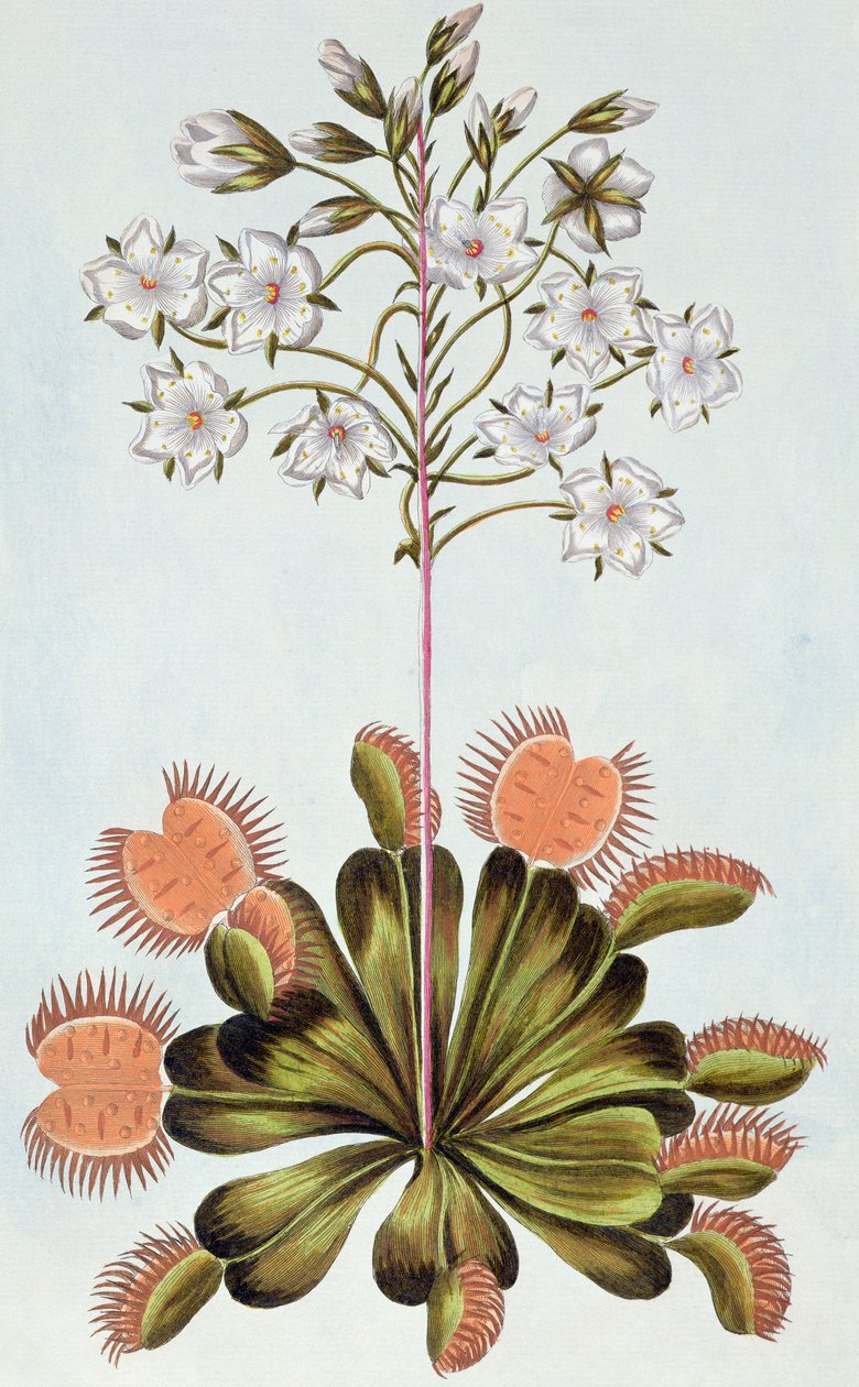 Venus Fluefælde, plade 84, fra 