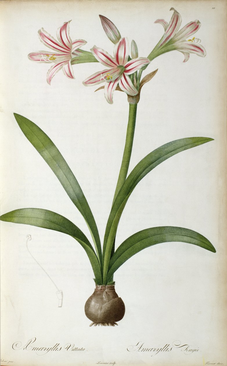 Amaryllis Vittata, fra `Les Liliacees
