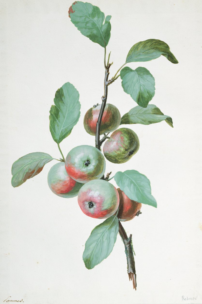 Æbler af Pierre Joseph Redouté