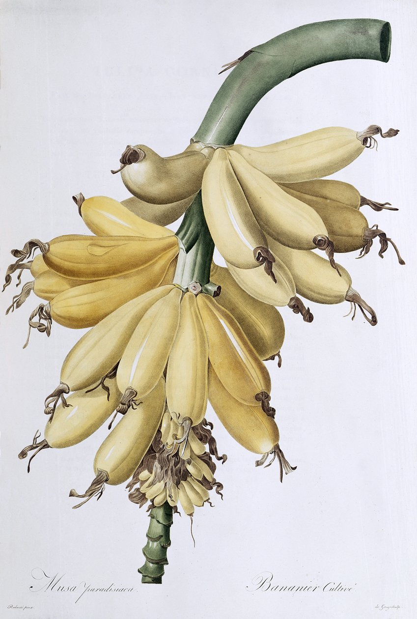 Banan, 1816 af Pierre Joseph Redouté