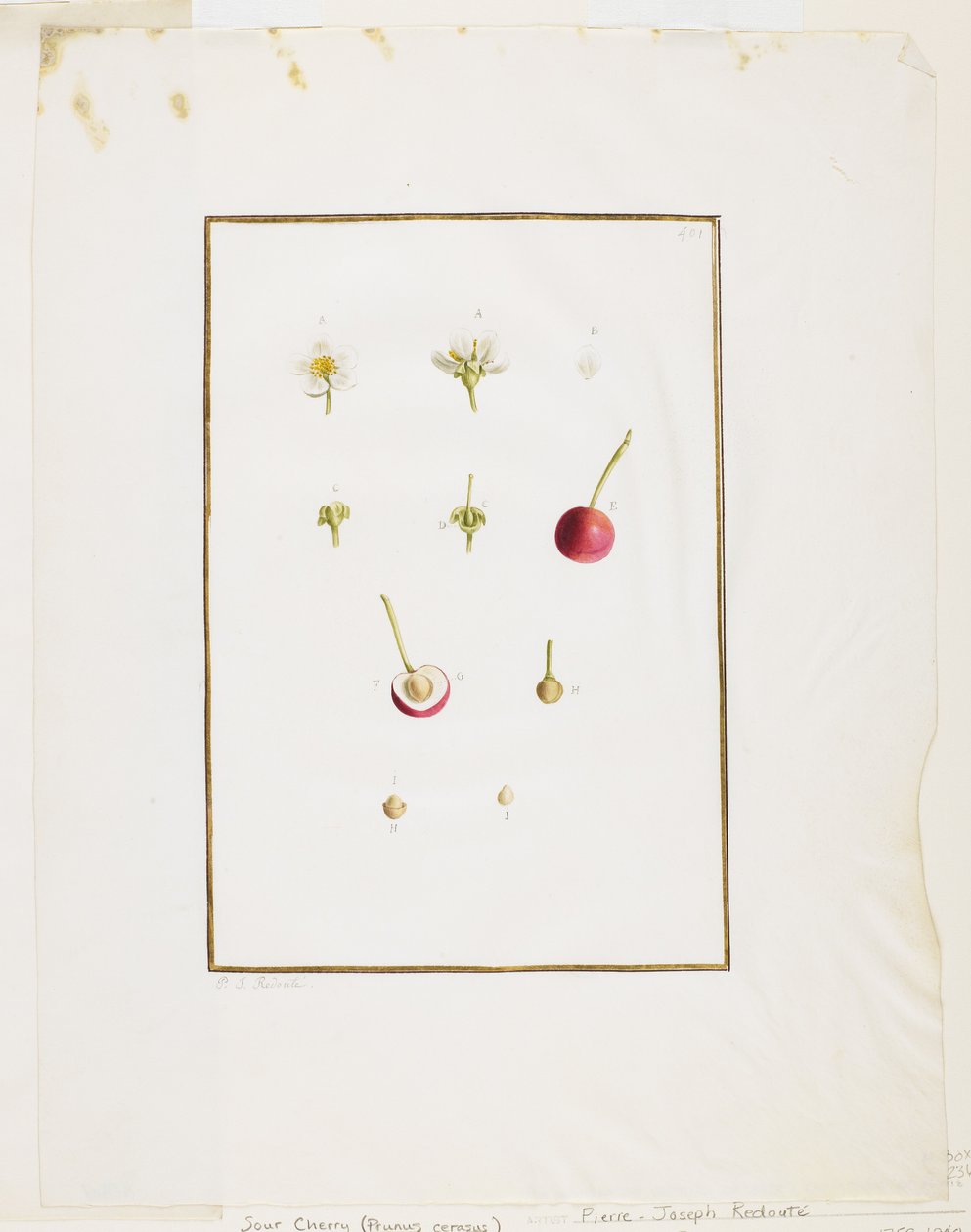 Botanisk dissektion: surkirsebær (Prunus cerasus), ca. 1778-90 (wc og grafit på papir) af Pierre Joseph Redouté