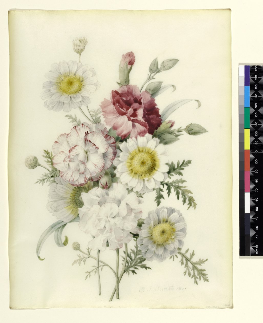 Flok blandede nelliker og hvide morgenfruer, 1839 (blyant og wc på vellum) af Pierre Joseph Redouté
